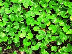 gotu kola facts, gotu kola benefits, gotu kola tea, benefits of gotu kola, herbal adaptogen