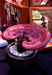 reishi supplements, reishi mushroom benefits, benefits of reishi mushrooms, ganoderma mushroom, herbal adaptogen